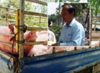 ប្រធានពេទ្យសត្វខេត្តតាកែវ លោក ថៃ លីសប្បាយប្រមូលប្រាក់តាមរយៈឈ្មួញនាំគោក្របី ជ្រូក មាន់ទា ពីប្រទេសវៀតណាម