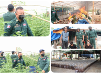 ឯកឧត្តម ឧត្តមសេនីយ៍ទោ ឡោ សុខា ស្នងការនគរបាលខេត្តមណ្ឌលគិរី បានដឹកនាំកម្លាំងជំនាញ ប្រឆាំងគ្រឿងញៀន និងកម្លាំងអន្តរាគមន៍ និងកម្លាំងអធិការស្រុកពេជ្រាដា ចុះទៅបង្ក្រាបទីតាំងដាំកញ្ឆាមួយកន្លែង និងបានឃាត់ខ្លួនជនសង្ស័យ២នាក់ ជាជនជាតិវៀតណាម